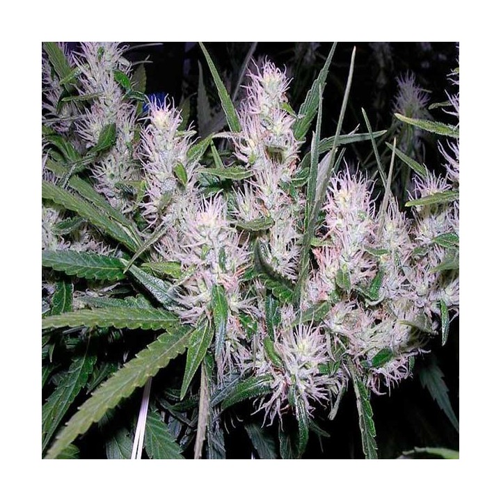 Master Kush Feminizada de Nirvana