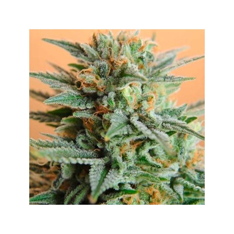 Papaya Feminizada de Nirvana Papaya Feminizada de Nirvana
