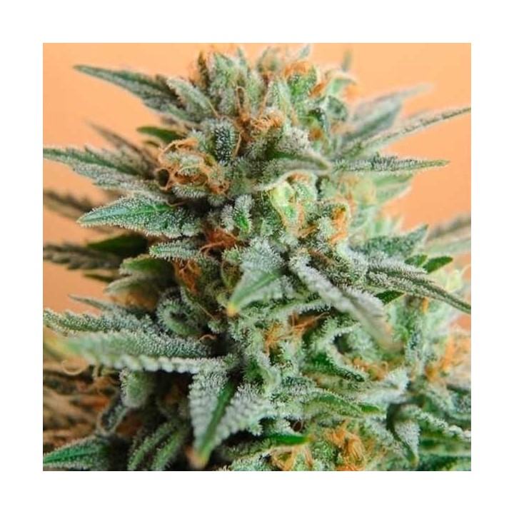Papaya Feminizada de Nirvana