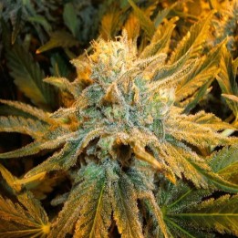 Pure Power Plant Regular de Nirvana