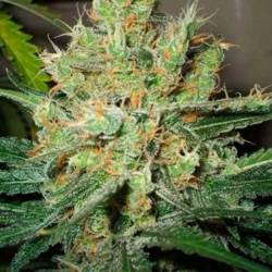 Pure Power Plant Feminizada de Nirvana