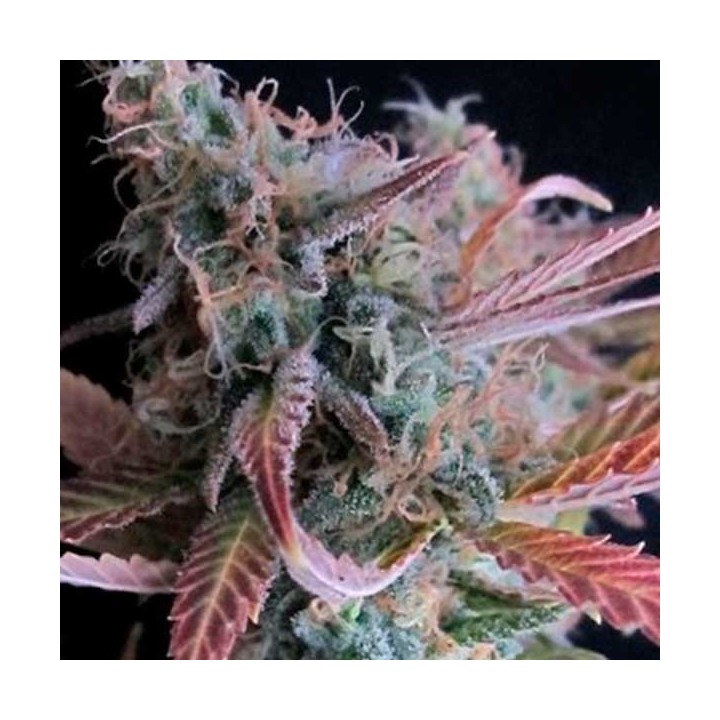 Raspberry Cough Feminizada de Nirvana