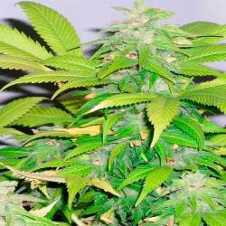 Short Rider Autofloreciente Feminizada de Nirvana