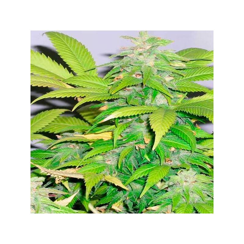 Short Rider Autofloreciente Feminizada de Nirvana