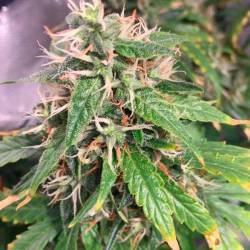 Snow White Feminizada de Nirvana