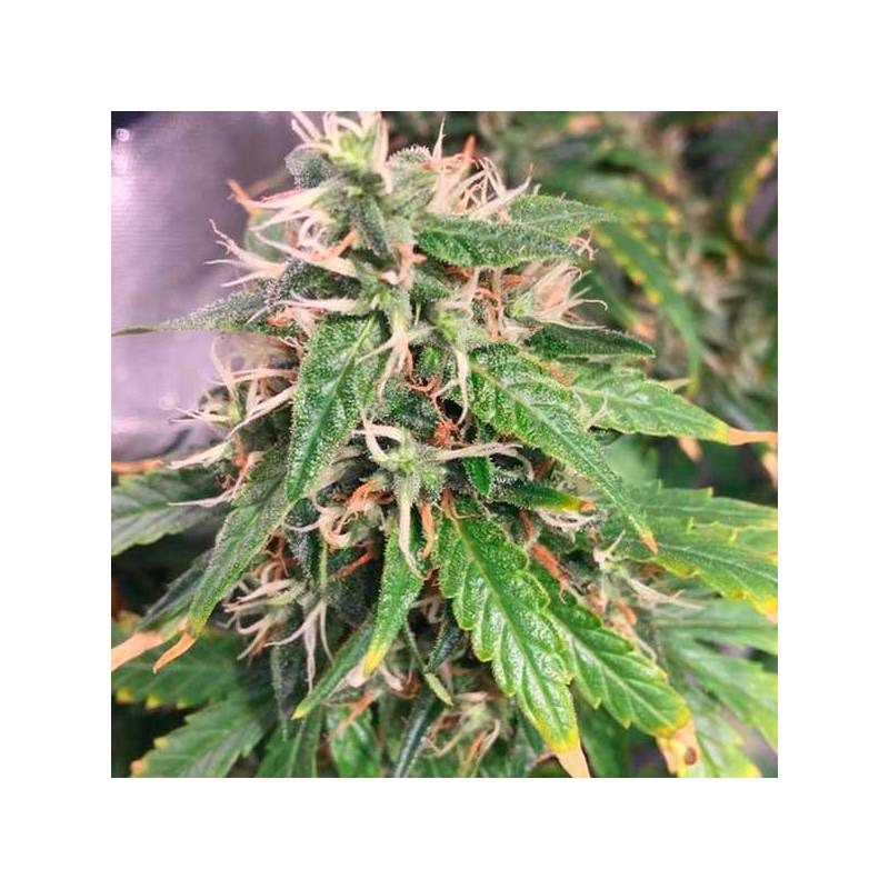 Snow White Feminizada de Nirvana