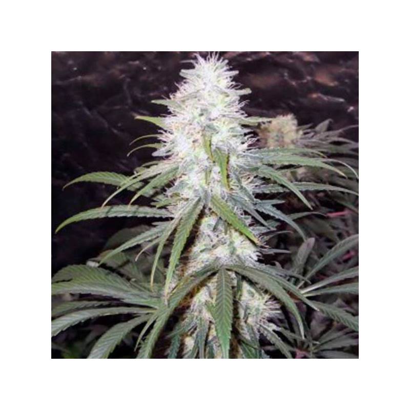 Sterling Haze Feminizada de Nirvana Sterling Haze Feminizada de Nirvana