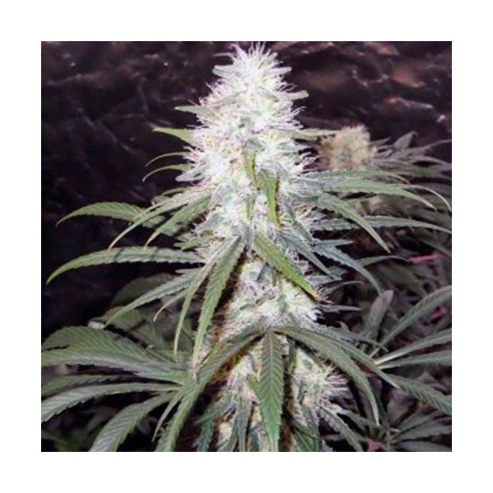 Sterling Haze Feminizada de Nirvana