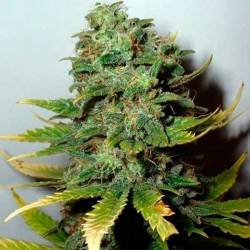 Super Skunk Feminizada de Nirvana