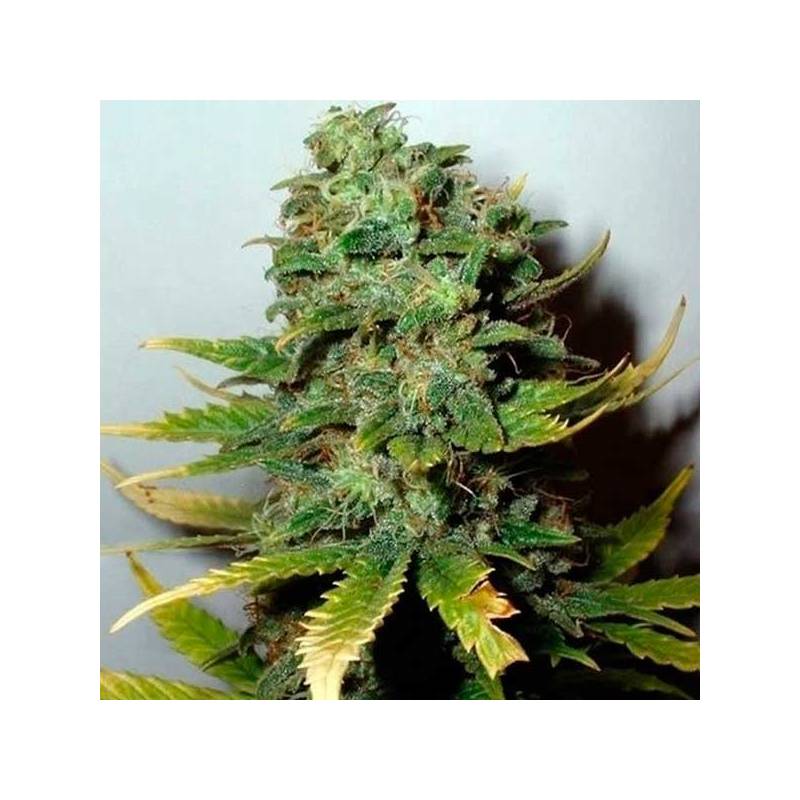 Super Skunk Feminizada de Nirvana