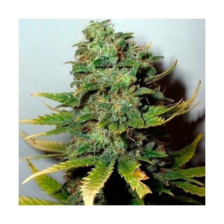 Super Skunk Feminizada de Nirvana