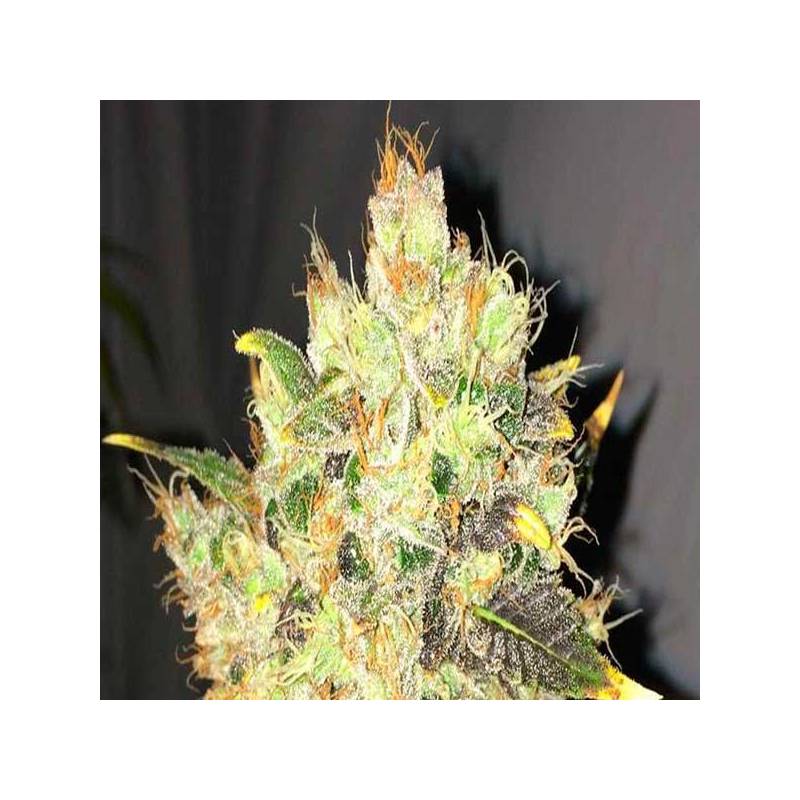 Supreme CBD Durban Feminizada de Nirvana Supreme CBD Durban Feminizada de Nirvana