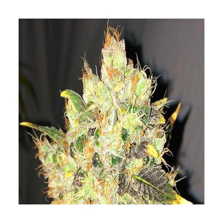 Supreme CBD Durban Feminizada de Nirvana