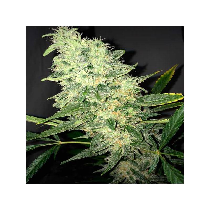 Supreme CBD Kush Feminizada de Nirvana