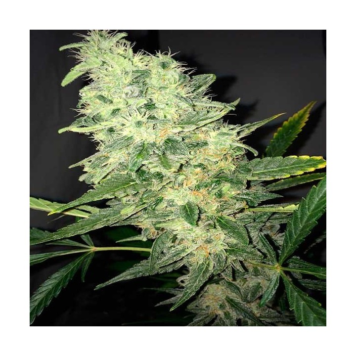 Supreme CBD Kush Feminizada de Nirvana