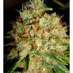 Big Bud XXL Feminizada de Ministry Seeds