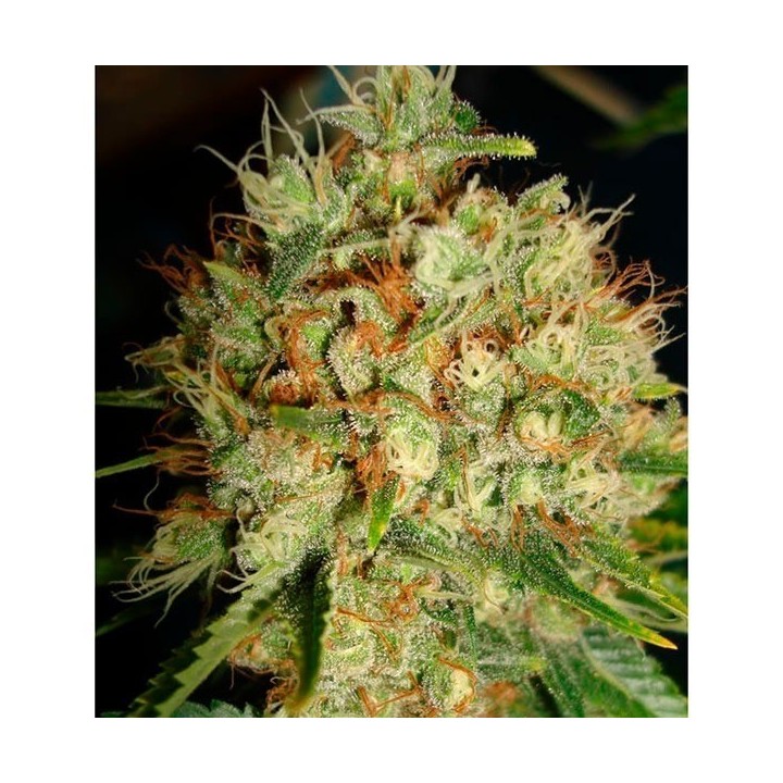 Big Bud XXL Feminizada de Ministry Seeds
