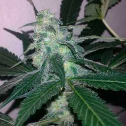 Swiss Cheese