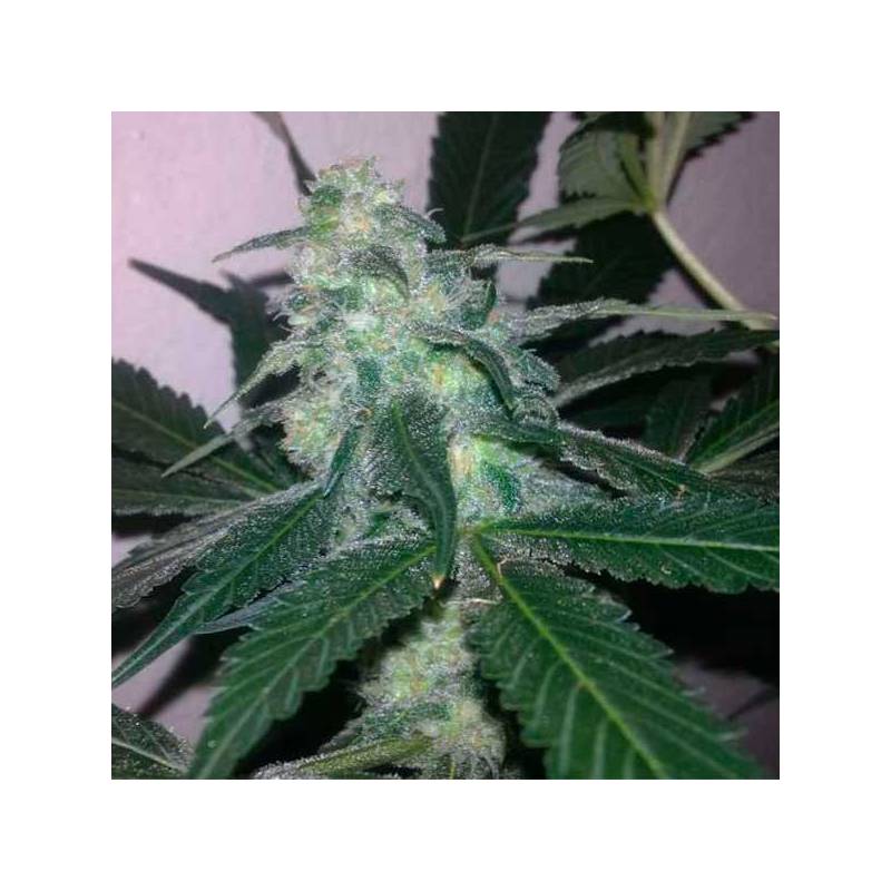 Swiss Cheese Feminizada de Nirvana