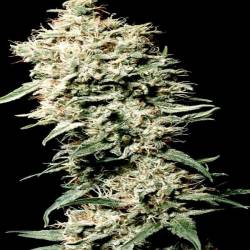 White Rhino Feminizada de Nirvana