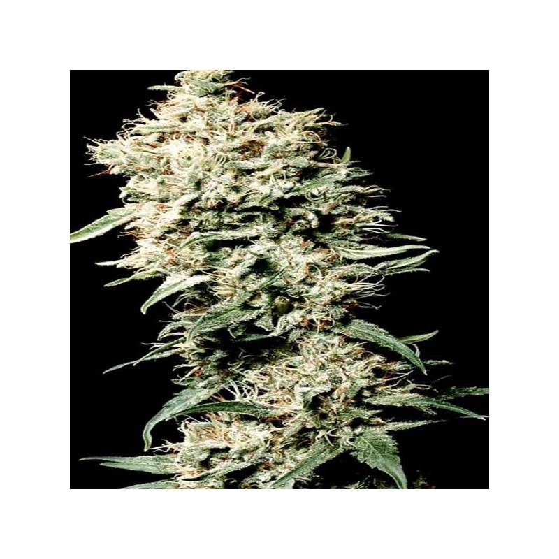 White Rhino Feminizada de Nirvana