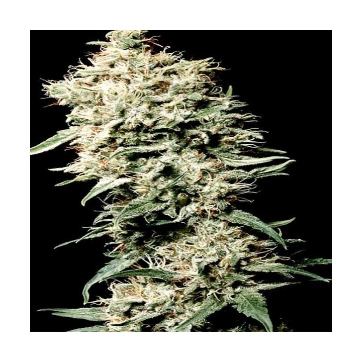 White Rhino Feminizada de Nirvana