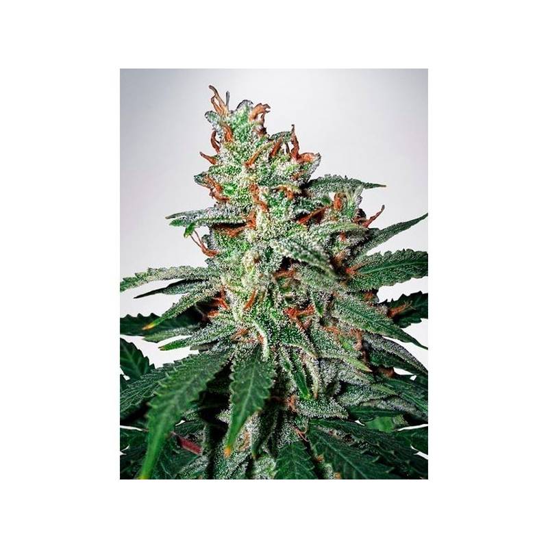 Carnival Feminizada de Ministry Seeds