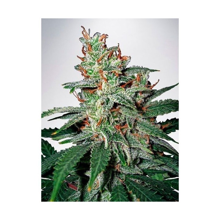 Carnival Feminizada de Ministry Seeds