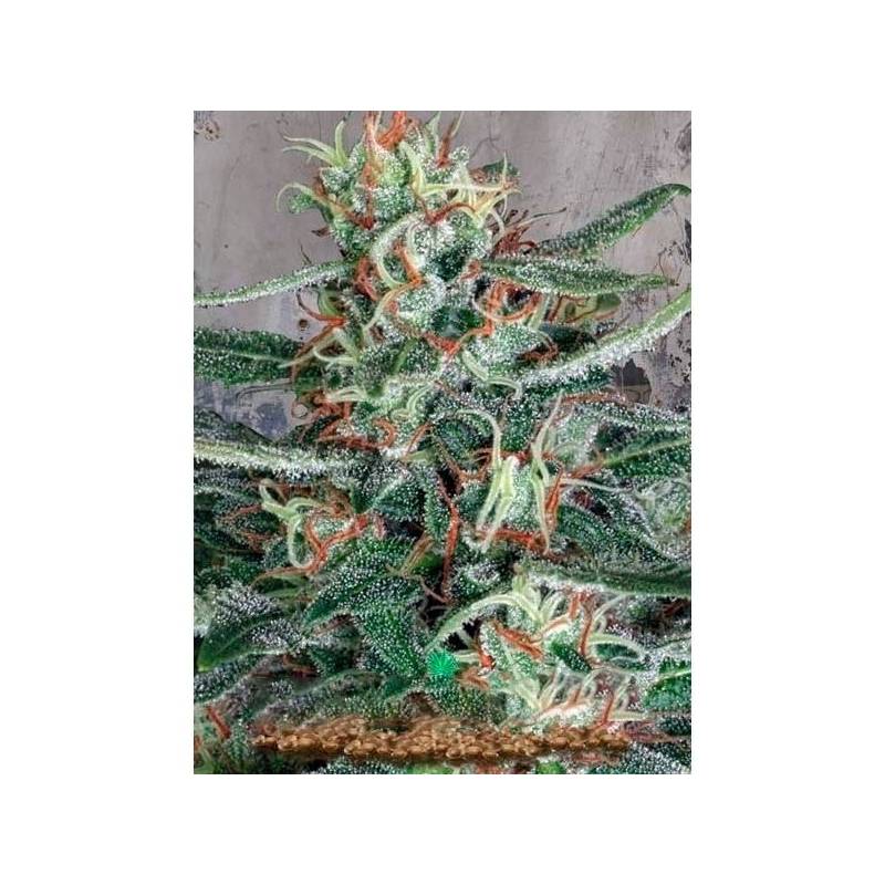 Cristal Cloud Feminizada - 2 uds fem