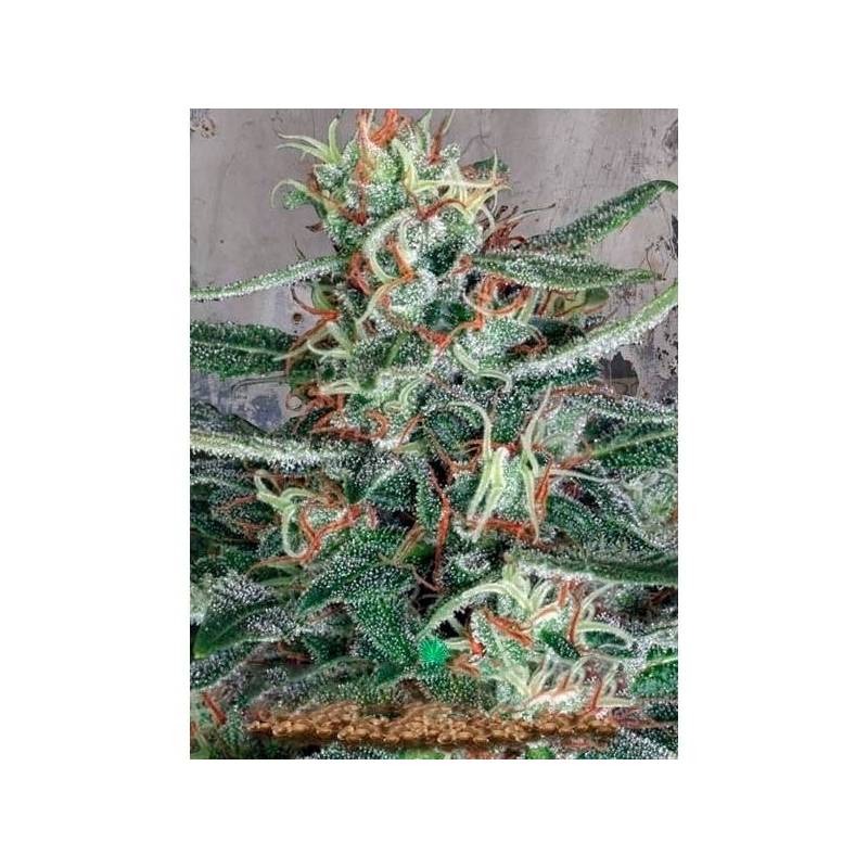 Cristal Cloud Feminizada de Ministry Seeds