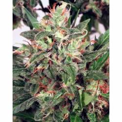 Early XXX Feminizada de Ministry Seeds