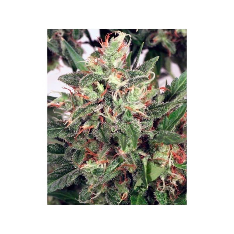 Early XXX Feminizada de Ministry Seeds