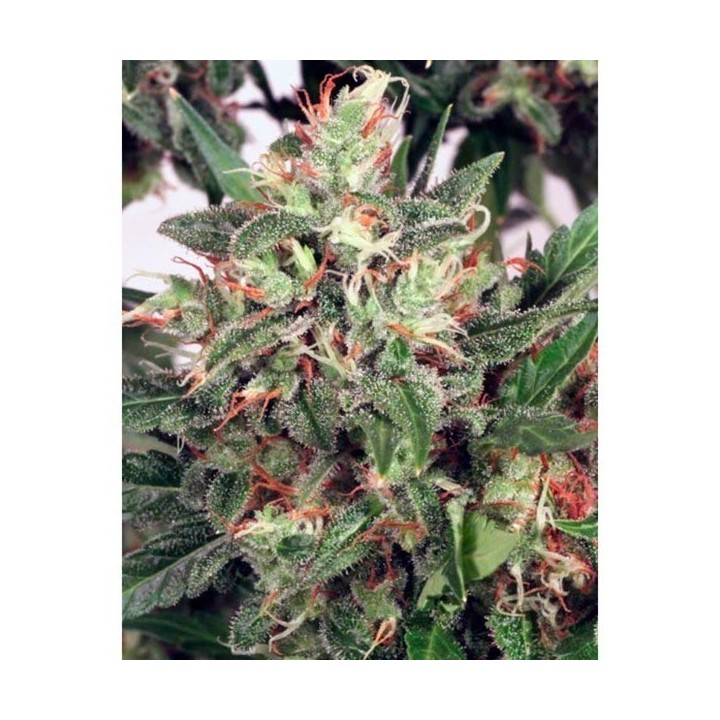 Early XXX Feminizada de Ministry Seeds