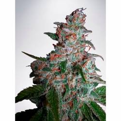 Northern Lights Moc Feminizada de Ministry Seeds