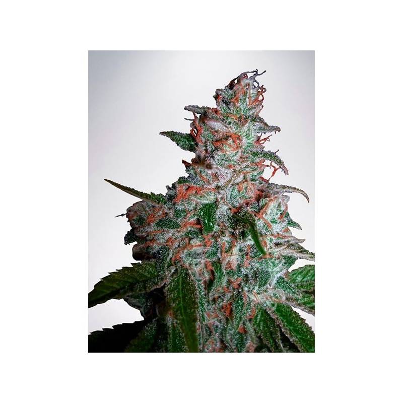 Northern Lights Moc Feminizada de Ministry Seeds