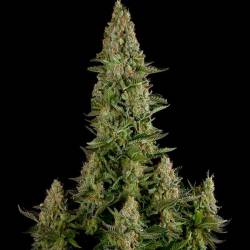 White Widow