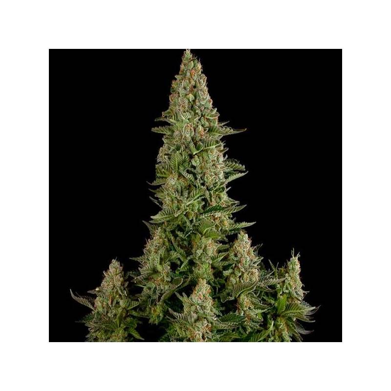 White Widow Feminizada de Nirvana