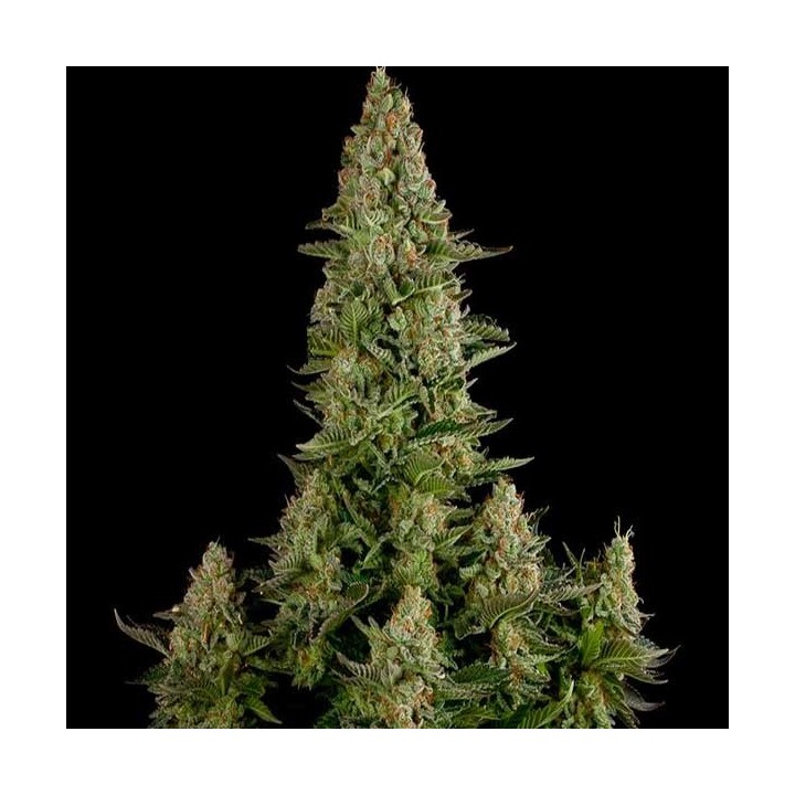 White Widow Feminizada de Nirvana