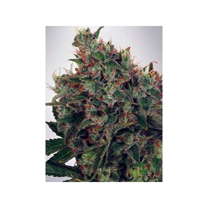 Ultra White Amnesia Feminizada de Ministry Seeds