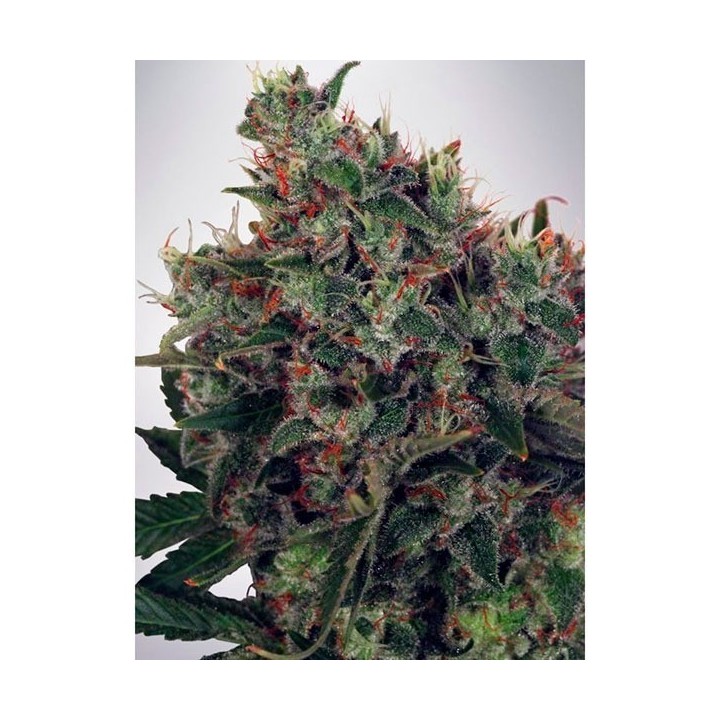 Ultra White Amnesia Feminizada de Ministry Seeds
