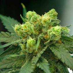 Wonder Woman Feminizada de Nirvana