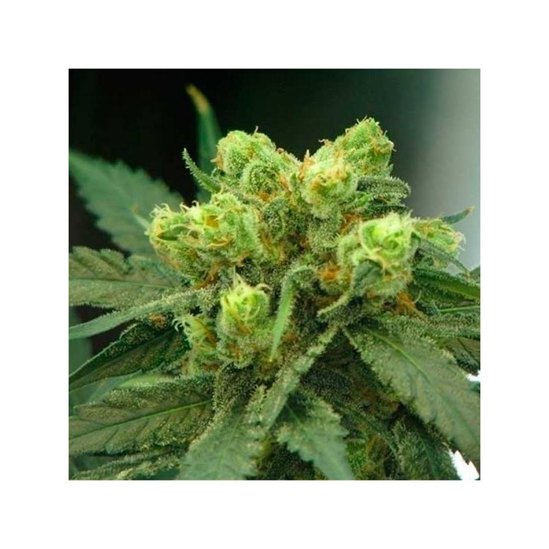 Wonder Woman Feminizada de Nirvana