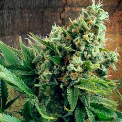 White Widow Feminizada de Ministry Seeds