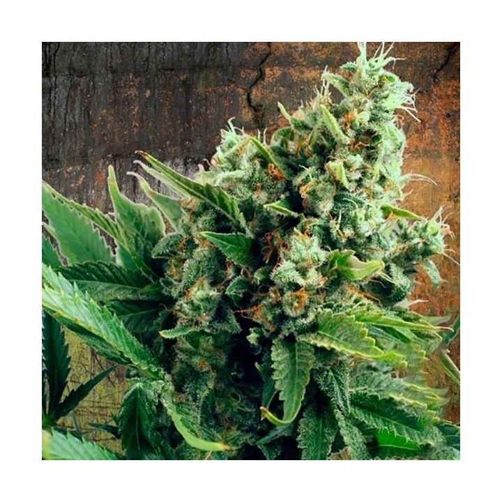White Widow Feminizada de Ministry Seeds