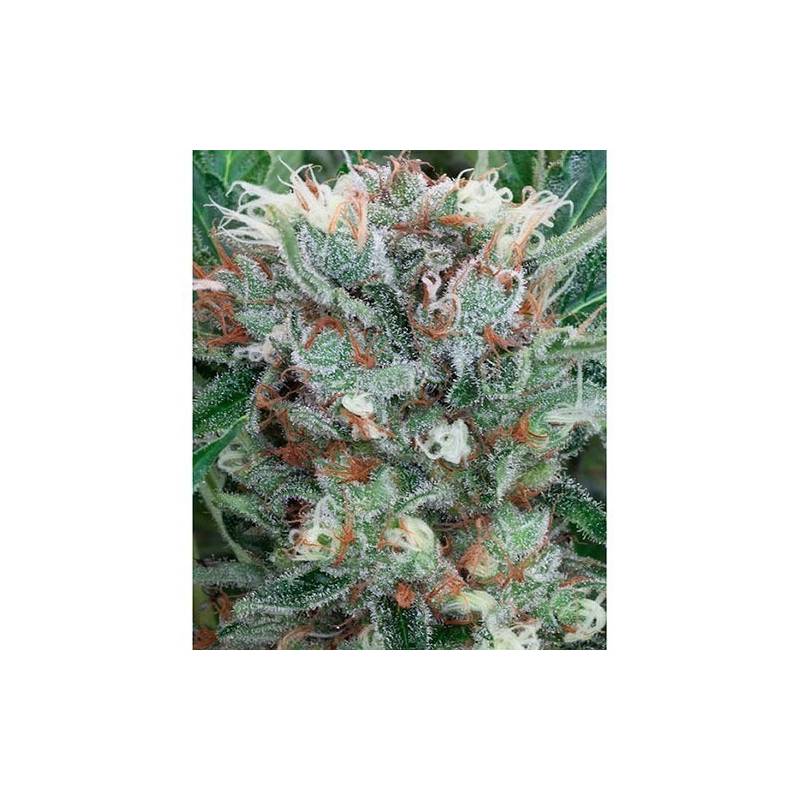 Zensation Feminizada de Ministry Seeds