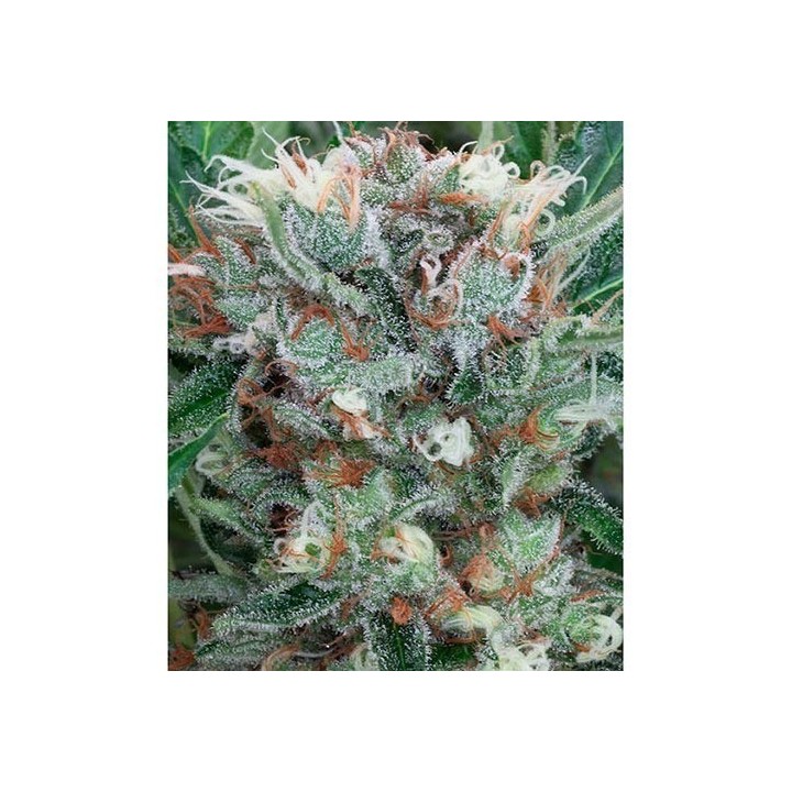 Zensation Feminizada de Ministry Seeds