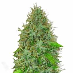 2 Fast 2 Vast Autofloreciente Feminizada de Heavyweight Seeds