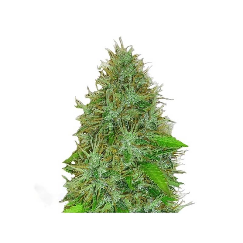 2 Fast 2 Vast Autofloreciente Feminizada de Heavyweight Seeds