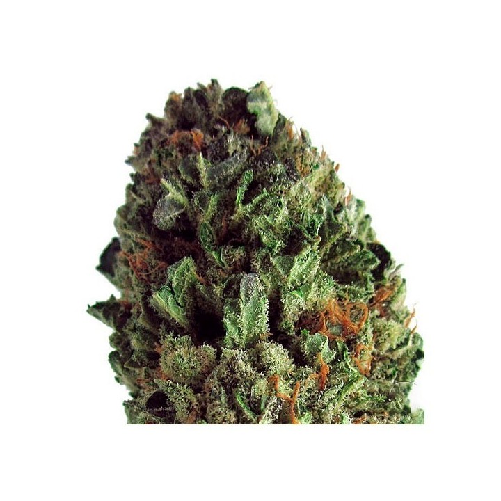 Budzilla Feminizada de Heavyweight Seeds