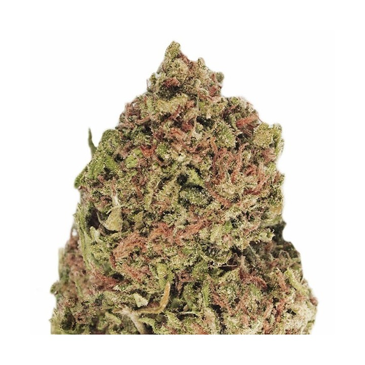 Dream Machine Feminizada de Heavyweight Seeds